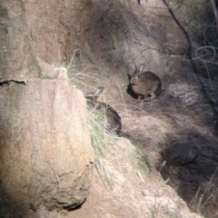 Oryctolagus cuniculus (European Rabbit) at Tynans TSR - 27 Jul 2021 by Darcy