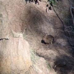 Oryctolagus cuniculus at Table Top, NSW - 27 Jul 2021 02:18 PM