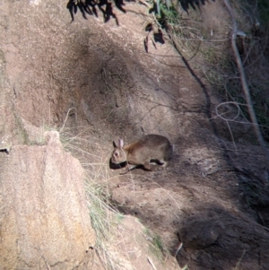 Oryctolagus cuniculus at Table Top, NSW - 27 Jul 2021 02:18 PM