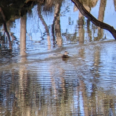 Anas superciliosa (Pacific Black Duck) at Albury - 27 Jul 2021 by Darcy