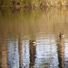 Tachybaptus novaehollandiae (Australasian Grebe) at Tynans Travelling Stock Reserve - 27 Jul 2021 by Darcy