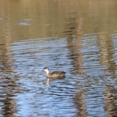 Anas gracilis (Grey Teal) at Tynans TSR - 27 Jul 2021 by Darcy