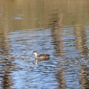 Anas gracilis at Table Top, NSW - 27 Jul 2021 02:25 PM