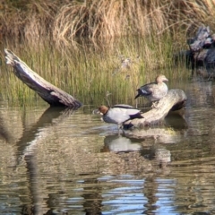 Chenonetta jubata (Australian Wood Duck) at Tynans Travelling Stock Reserve - 27 Jul 2021 by Darcy
