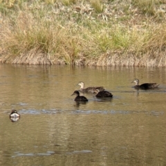 Anas superciliosa (Pacific Black Duck) at Albury - 27 Jul 2021 by Darcy