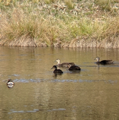 Anas superciliosa (Pacific Black Duck) at Tynans Travelling Stock Reserve - 27 Jul 2021 by Darcy