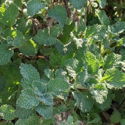 Marrubium vulgare (Horehound) at Tynans TSR - 27 Jul 2021 by Darcy