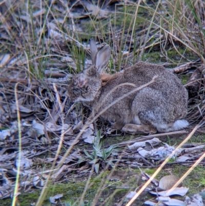 Oryctolagus cuniculus (European Rabbit) at Tynans Travelling Stock Reserve - 27 Jul 2021 by Darcy