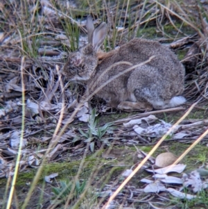 Oryctolagus cuniculus at Table Top, NSW - 27 Jul 2021