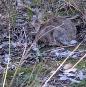 Oryctolagus cuniculus at Table Top, NSW - 27 Jul 2021 02:31 PM