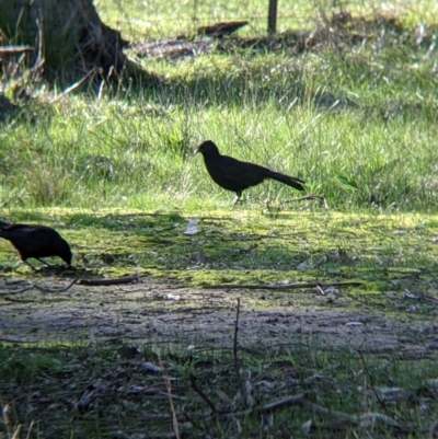 Corcorax melanorhamphos (White-winged Chough) at Tynans Travelling Stock Reserve - 27 Jul 2021 by Darcy
