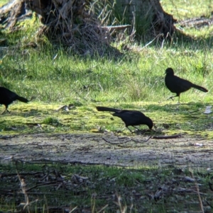 Corcorax melanorhamphos at Table Top, NSW - 27 Jul 2021