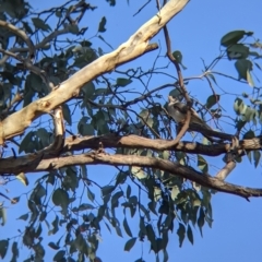 Manorina melanocephala (Noisy Miner) at Albury - 27 Jul 2021 by Darcy