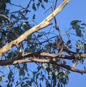 Manorina melanocephala at Table Top, NSW - 27 Jul 2021