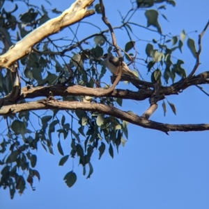 Manorina melanocephala at Table Top, NSW - 27 Jul 2021