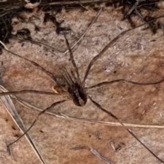 Opiliones (order) (Unidentified harvestman) at Murrumbateman, NSW - 27 Jul 2021 by SimoneC