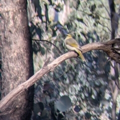 Ptilotula penicillata (White-plumed Honeyeater) at Tynans Travelling Stock Reserve - 27 Jul 2021 by Darcy