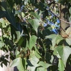 Brachychiton populneus (Kurrajong) at Tynans Travelling Stock Reserve - 27 Jul 2021 by Darcy