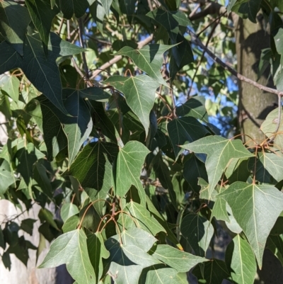 Brachychiton populneus (Kurrajong) at Tynans Travelling Stock Reserve - 27 Jul 2021 by Darcy