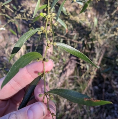 Acacia verniciflua (Varnish Wattle) at Albury - 27 Jul 2021 by Darcy