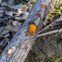 Tremella mesenterica (Witch's Butter or Yellow Brain) at Tynans Travelling Stock Reserve - 27 Jul 2021 by Darcy