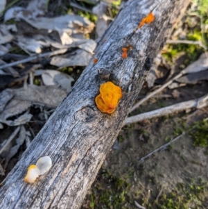 Tremella mesenterica at Table Top, NSW - 27 Jul 2021 03:22 PM