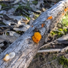 Tremella mesenterica at Table Top, NSW - 27 Jul 2021 03:22 PM