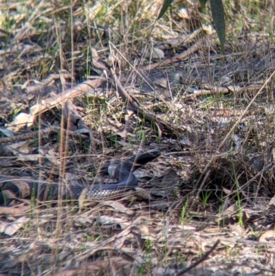Pseudechis porphyriacus (Red-bellied Black Snake) at Tynans Travelling Stock Reserve - 27 Jul 2021 by Darcy