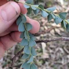 Acacia pravissima (Wedge-leaved Wattle, Ovens Wattle) at Tynans Travelling Stock Reserve - 27 Jul 2021 by Darcy