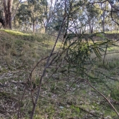 Acacia pravissima at Table Top, NSW - 27 Jul 2021 03:27 PM