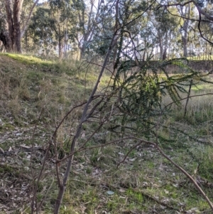 Acacia pravissima at Table Top, NSW - 27 Jul 2021 03:27 PM