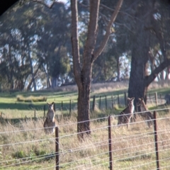 Macropus giganteus (Eastern Grey Kangaroo) at Albury - 27 Jul 2021 by Darcy