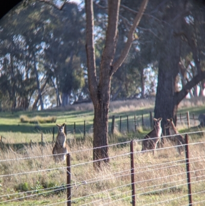 Macropus giganteus (Eastern Grey Kangaroo) at Table Top, NSW - 27 Jul 2021 by Darcy