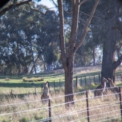 Macropus giganteus at Table Top, NSW - 27 Jul 2021 03:35 PM