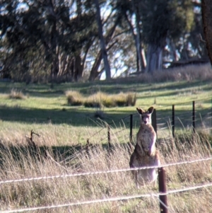 Macropus giganteus at Table Top, NSW - 27 Jul 2021 03:35 PM