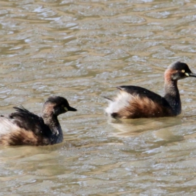 Tachybaptus novaehollandiae (Australasian Grebe) at Springdale Heights, NSW - 27 Jul 2021 by PaulF