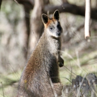 Wallabia bicolor (Swamp Wallaby) at Springdale Heights, NSW - 27 Jul 2021 by PaulF