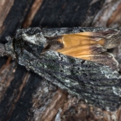 Neola semiaurata (Wattle Notodontid Moth) at Tidbinbilla Nature Reserve - 11 Nov 2018 by Bron