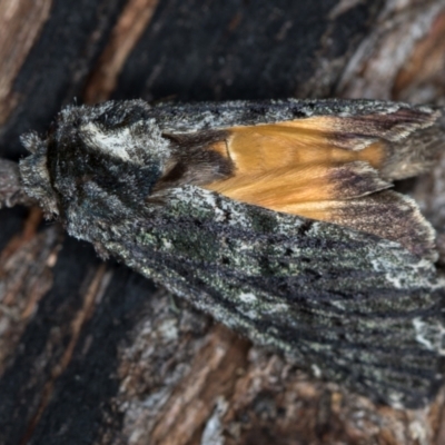 Neola semiaurata (Wattle Notodontid Moth) at Tidbinbilla Nature Reserve - 11 Nov 2018 by Bron
