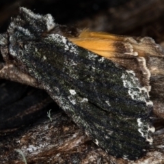 Neola semiaurata at Paddys River, ACT - 12 Nov 2018