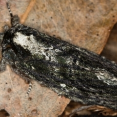 Neola semiaurata at Paddys River, ACT - 12 Nov 2018