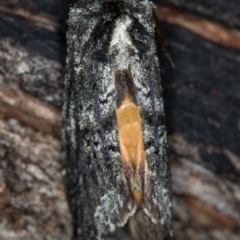 Neola semiaurata at Paddys River, ACT - 12 Nov 2018 10:58 AM