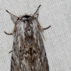 Destolmia lineata (Streaked Notodontid Moth) at Paddys River, ACT - 12 Nov 2018 by Bron