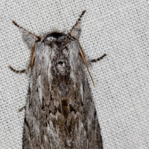 Destolmia lineata at Paddys River, ACT - 12 Nov 2018