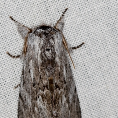 Destolmia lineata (Streaked Notodontid Moth) at Paddys River, ACT - 11 Nov 2018 by Bron