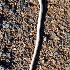 Delma inornata (Olive Legless-lizard) - 30 Jul 2021 by rangerstacey