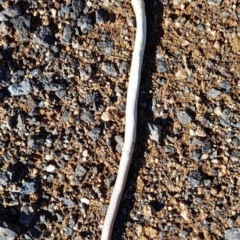 Unidentified Legless Lizard at Undefined Area - 30 Jul 2021 by rangerstacey