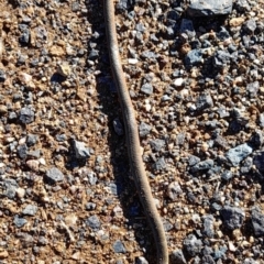 Delma inornata at Undefined Area - 30 Jul 2021 02:50 PM