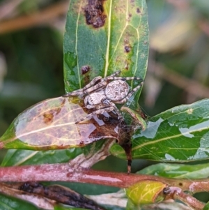 Araneinae (subfamily) at Hackett, ACT - 28 Jul 2021