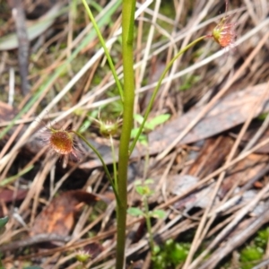 Drosera auriculata at Acton, ACT - 29 Jul 2021 02:14 PM